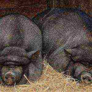 is it profitable to raise pigs for meat at home