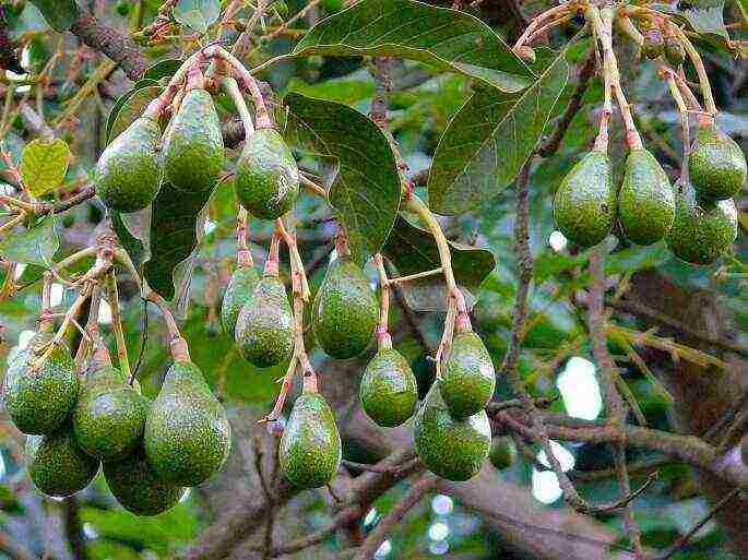 lumalaki kami ng mga avocado mula sa binhi sa bahay