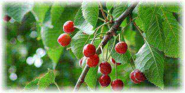 we grow cherries from a stone at home