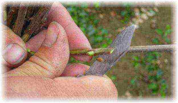 we grow cherries from a stone at home