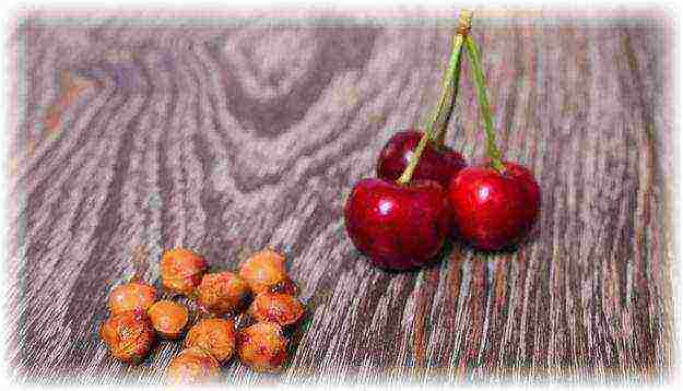 we grow cherries from a stone at home