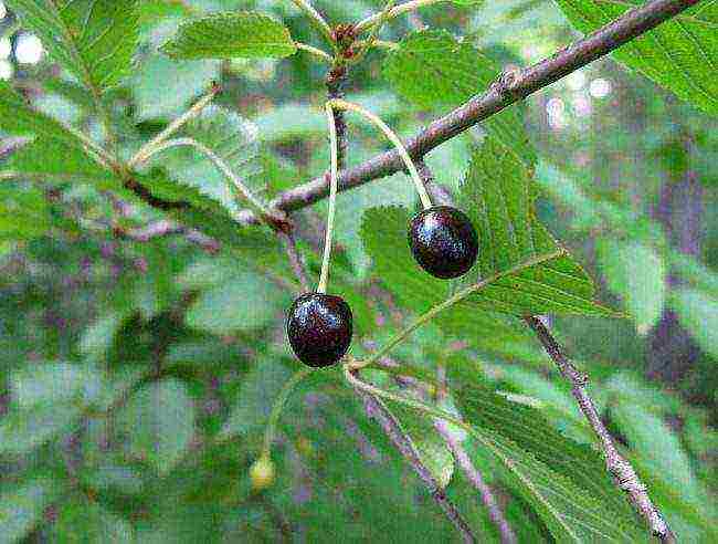 we grow cherries from the stone at home