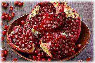 we grow pomegranate at home from a stone