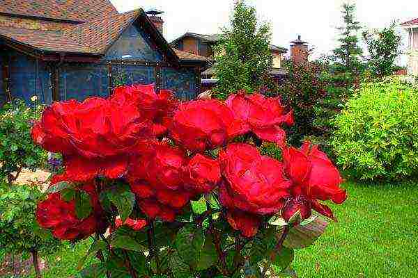 growing roses with alexey stepanov theme of the shelter of roses