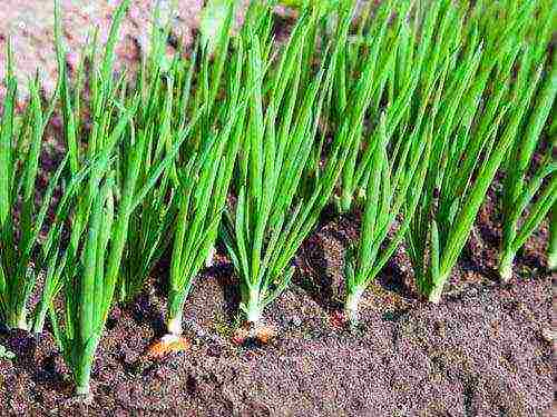 grow onions on a feather in winter fertilizer growth stimulant