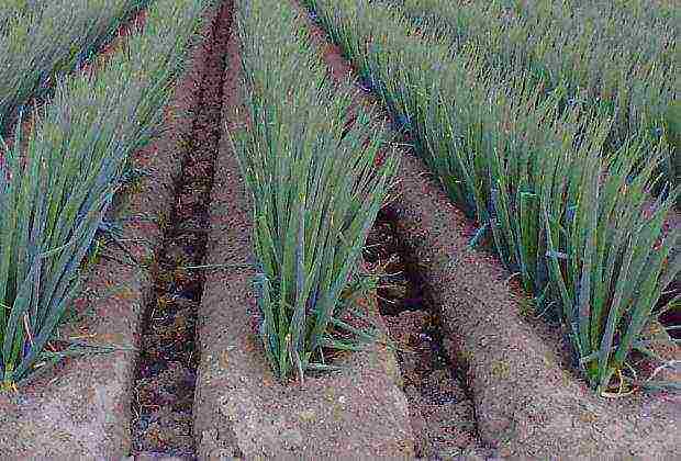 grow onions on a feather in winter fertilizer growth stimulant