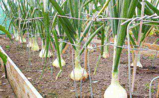 grow onions on a feather in winter fertilizer growth stimulant