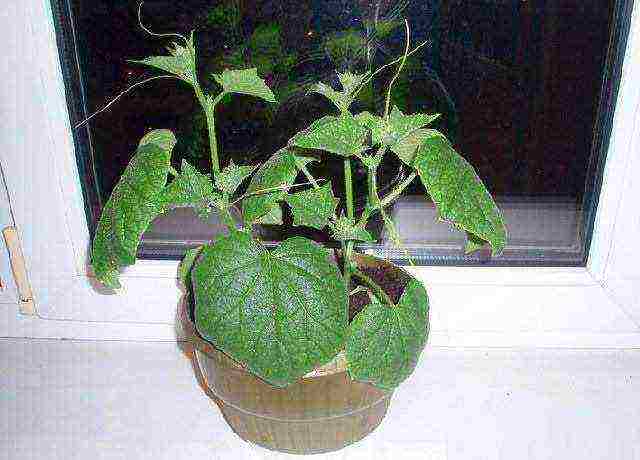 I grow cucumbers on the windowsill why cucumbers dry up