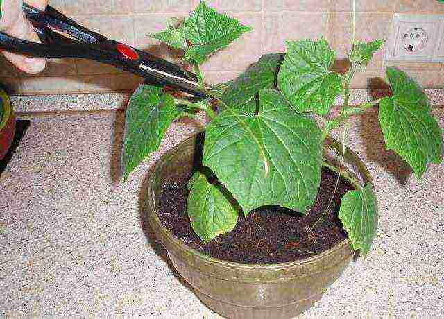 I grow cucumbers on the windowsill why cucumbers dry up