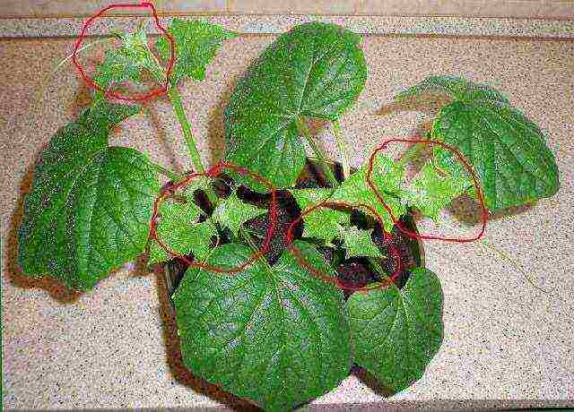 I grow cucumbers on the windowsill why cucumbers dry up