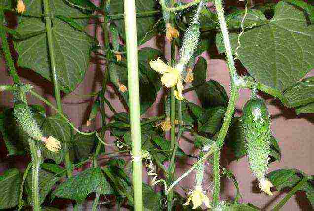 I grow cucumbers on the windowsill why cucumbers dry up