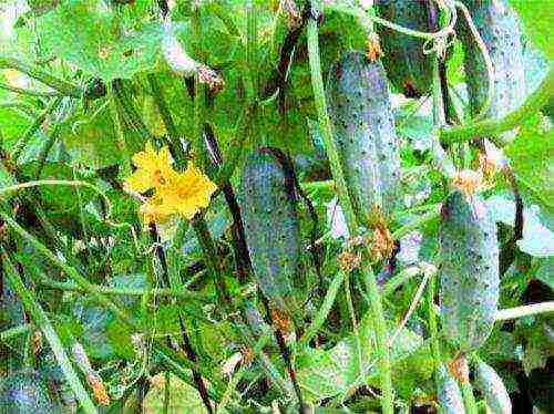 I grow cucumbers on the windowsill why cucumbers dry up