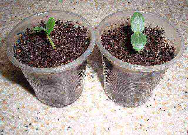 I grow cucumbers on the windowsill why cucumbers dry up