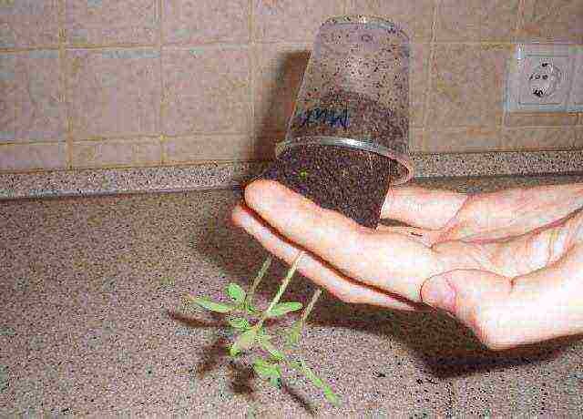 I grow cucumbers on the windowsill why cucumbers dry up