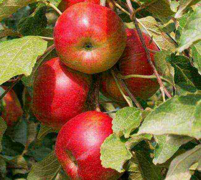 apple tree columnar best varieties