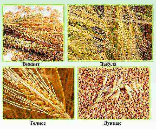 barley the best varieties