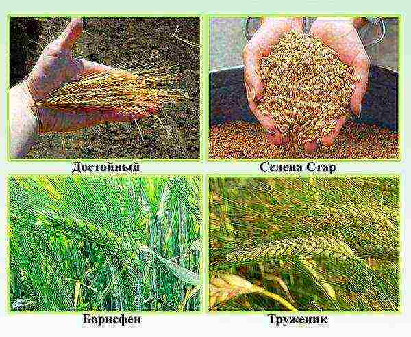 barley the best varieties