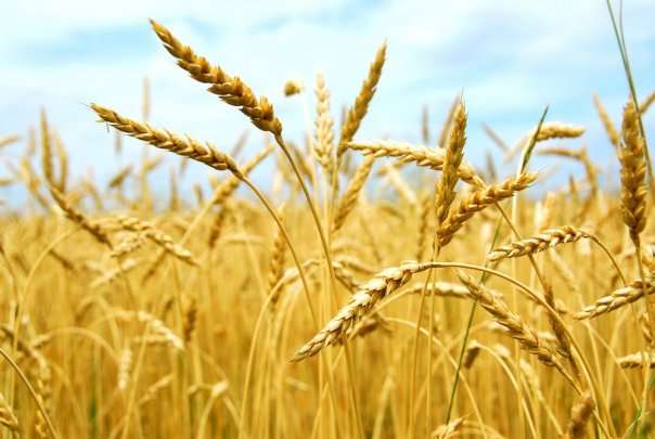 barley the best varieties