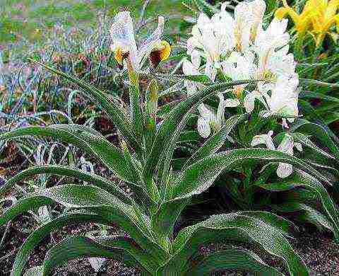 Juno Bukhara planting and care in the open field