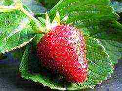 land strawberry large-fruited f1 lizonka how to grow