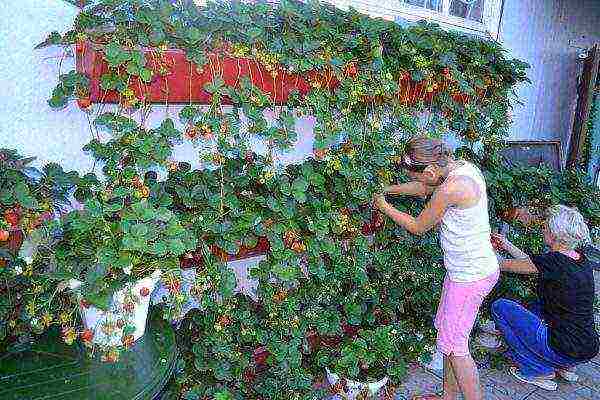 land strawberry large-fruited f1 lizonka how to grow