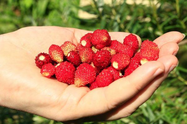 lupa strawberry malaking-prutas f1 lizonka kung paano lumaki