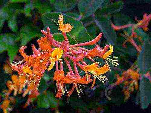 honeysuckle na pagtatanim at pangangalaga sa bukas na bukid sa Urals