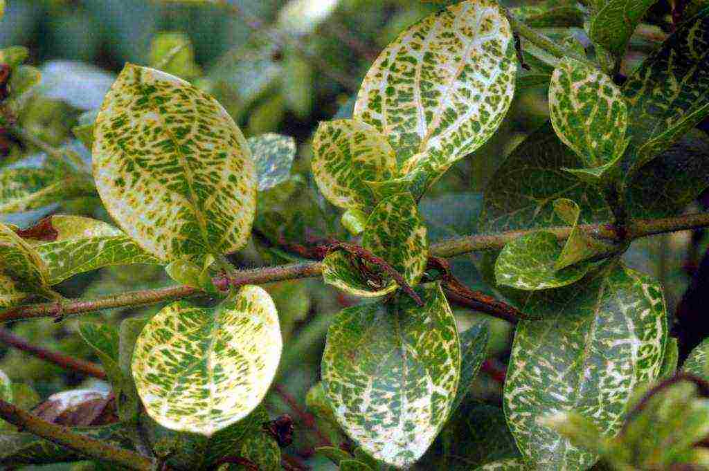 honeysuckle na pagtatanim at pangangalaga sa bukas na bukid sa Urals