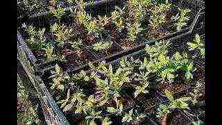 honeysuckle planting and care in the open field in the Urals