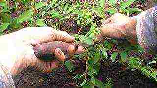 honeysuckle planting and care in the open field in the Urals