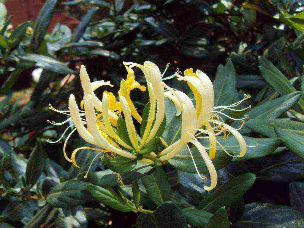 honeysuckle planting and care in the open field in the Urals