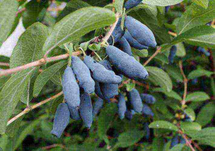 honeysuckle na pagtatanim at pag-aalaga sa labas ng Ural