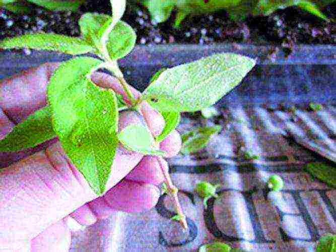 honeysuckle planting and care in the open field in the Urals