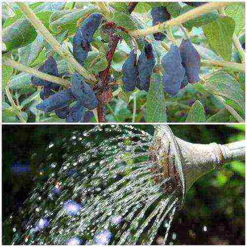 honeysuckle na pagtatanim at pag-aalaga sa labas ng Ural