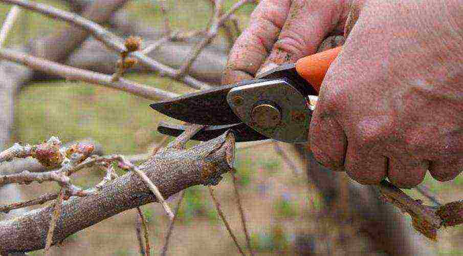 honeysuckle na pagtatanim at pag-aalaga sa labas ng Ural