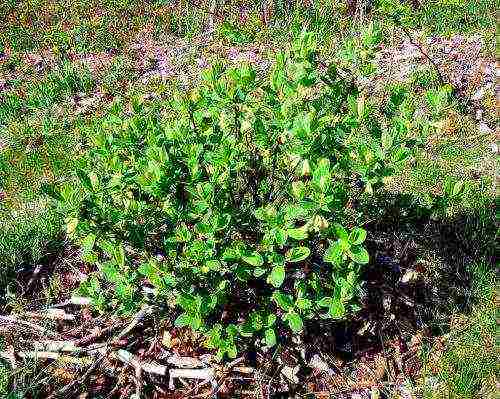 honeysuckle na pagtatanim at pangangalaga sa bukas na bukid sa Urals