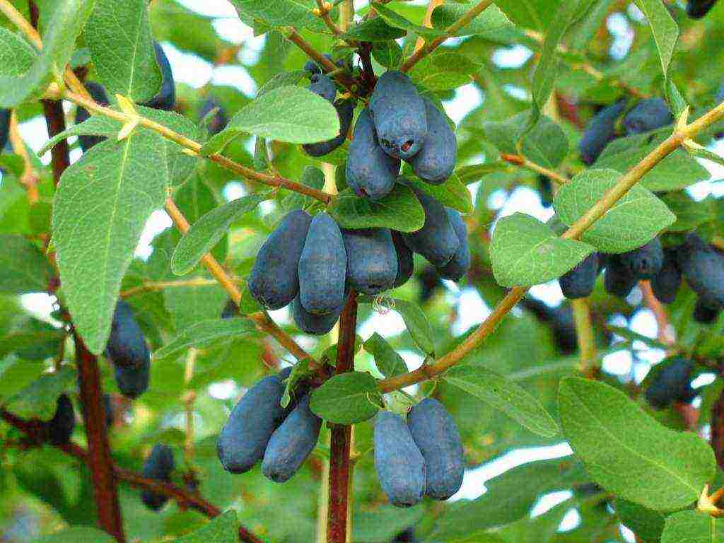 honeysuckle na pagtatanim at pangangalaga sa bukas na bukid sa Urals