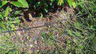 honeysuckle na pagtatanim at pangangalaga sa bukas na bukid sa Urals