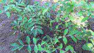 honeysuckle planting and care in the open field in the Urals