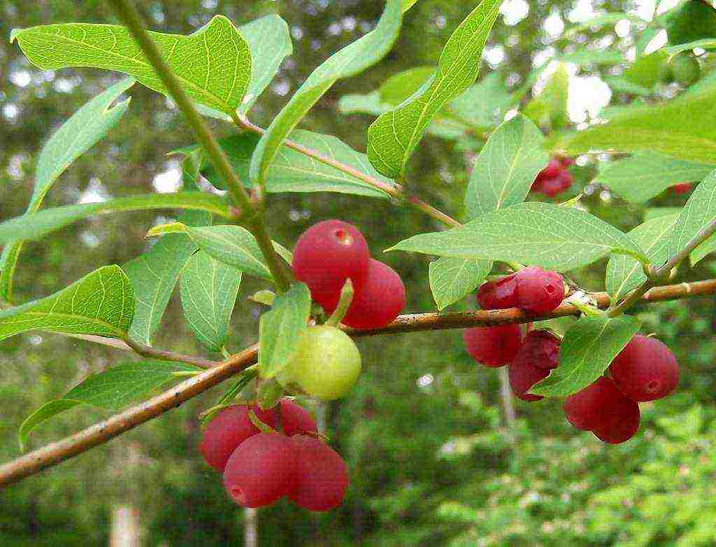 honeysuckle na pagtatanim at pag-aalaga sa labas ng Ural