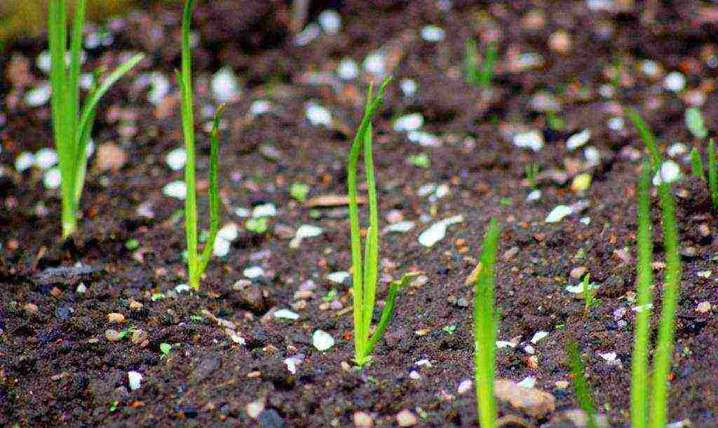 winter onion planting in autumn from seed sets in the open field