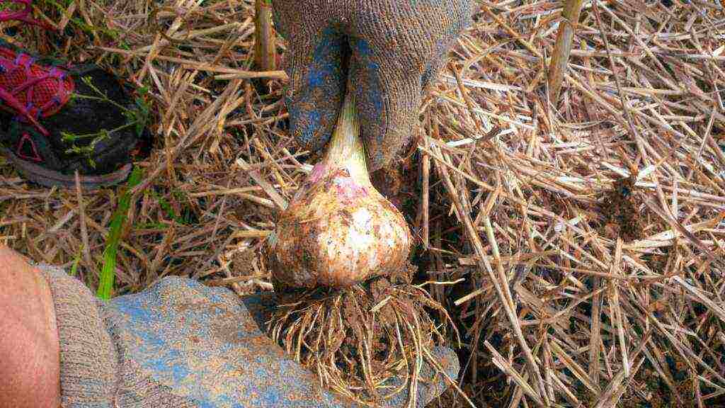 winter onion planting in autumn from seed sets in the open field