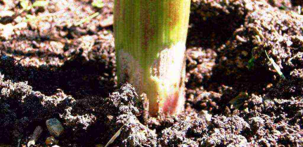 winter onion planting in autumn from seed sets in the open field