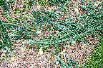 winter onion planting in autumn from seed sets in the open field