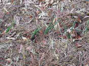 winter onion planting in autumn from seed sets in the open field