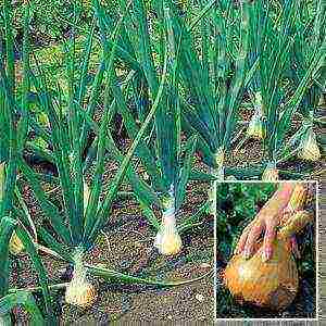 winter onion planting in autumn from seed sets in the open field