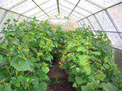 in winter, grow cucumbers in a greenhouse how many degrees should