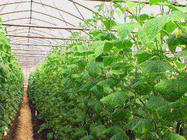 in winter, grow cucumbers in a greenhouse how many degrees should