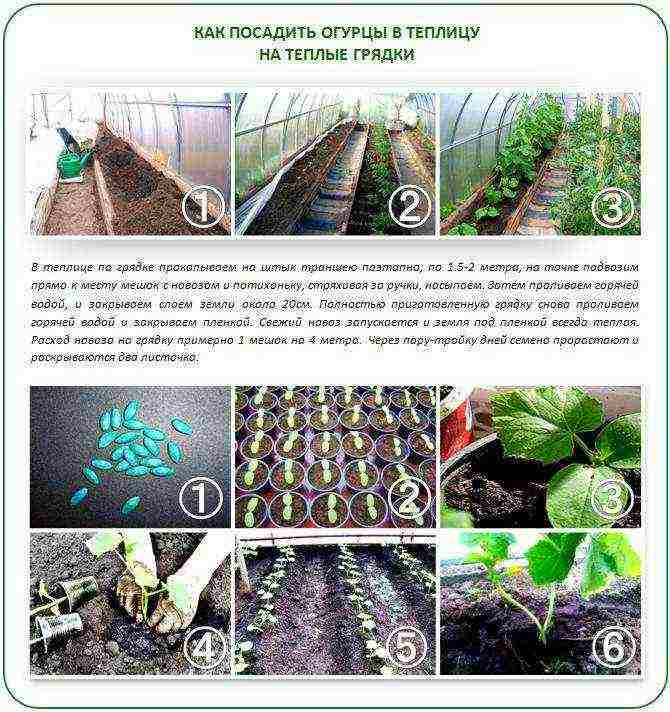 in winter, grow cucumbers in a greenhouse how many degrees should