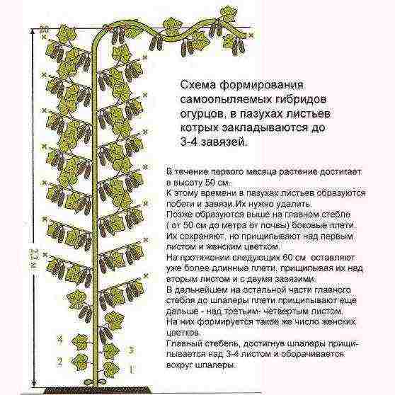 in winter, grow cucumbers in a greenhouse how many degrees should